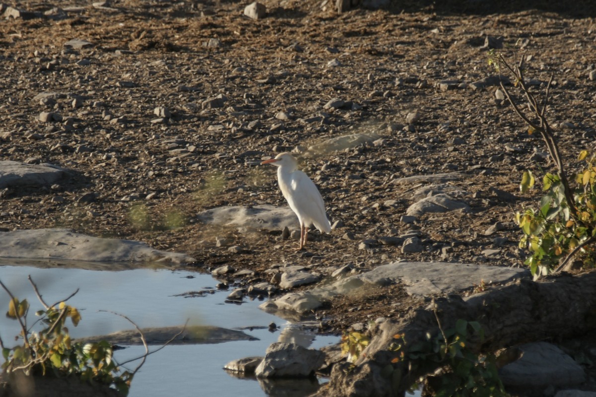 Western Cattle-Egret - ML637581874