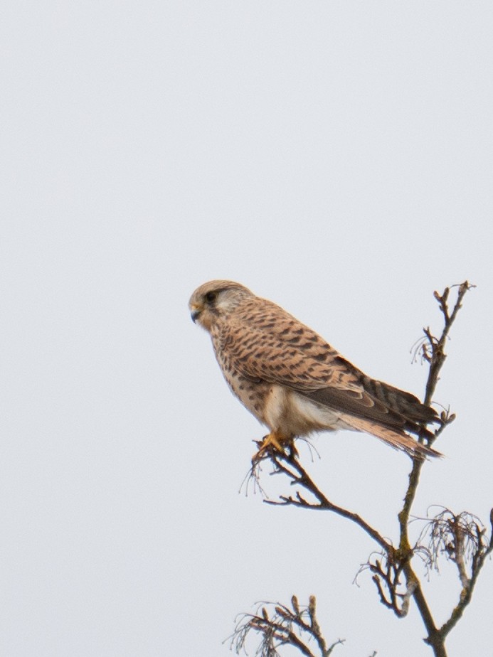 Eurasian Kestrel - ML637581894