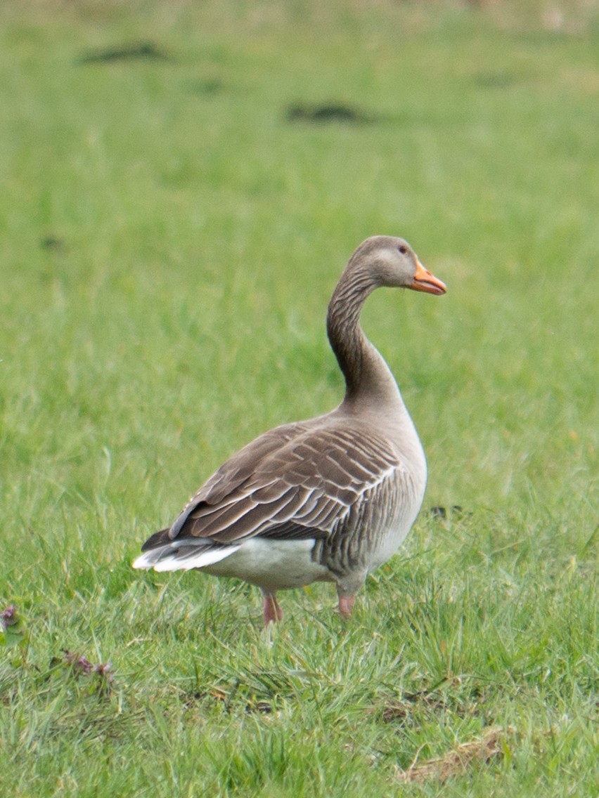 Graylag Goose - ML637581896