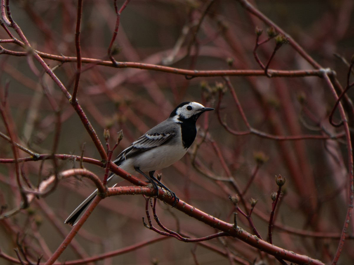 White Wagtail - ML637581912