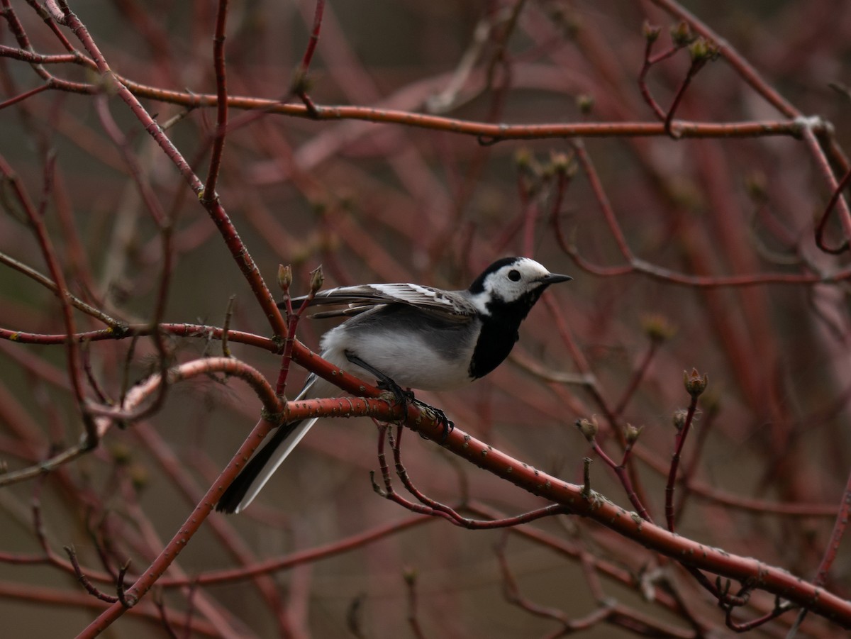 White Wagtail - ML637581913