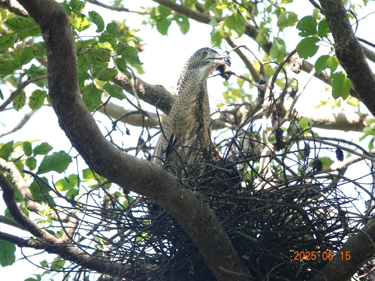 Malayan Night Heron - ML637581919