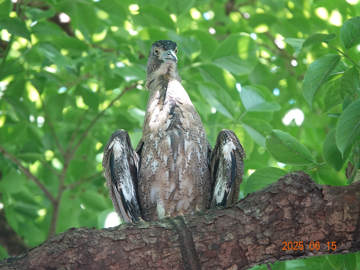 Malayan Night Heron - ML637581920