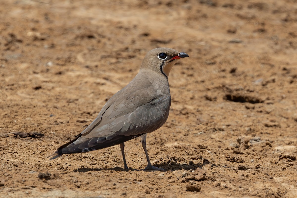 Collared Pratincole - ML637581924