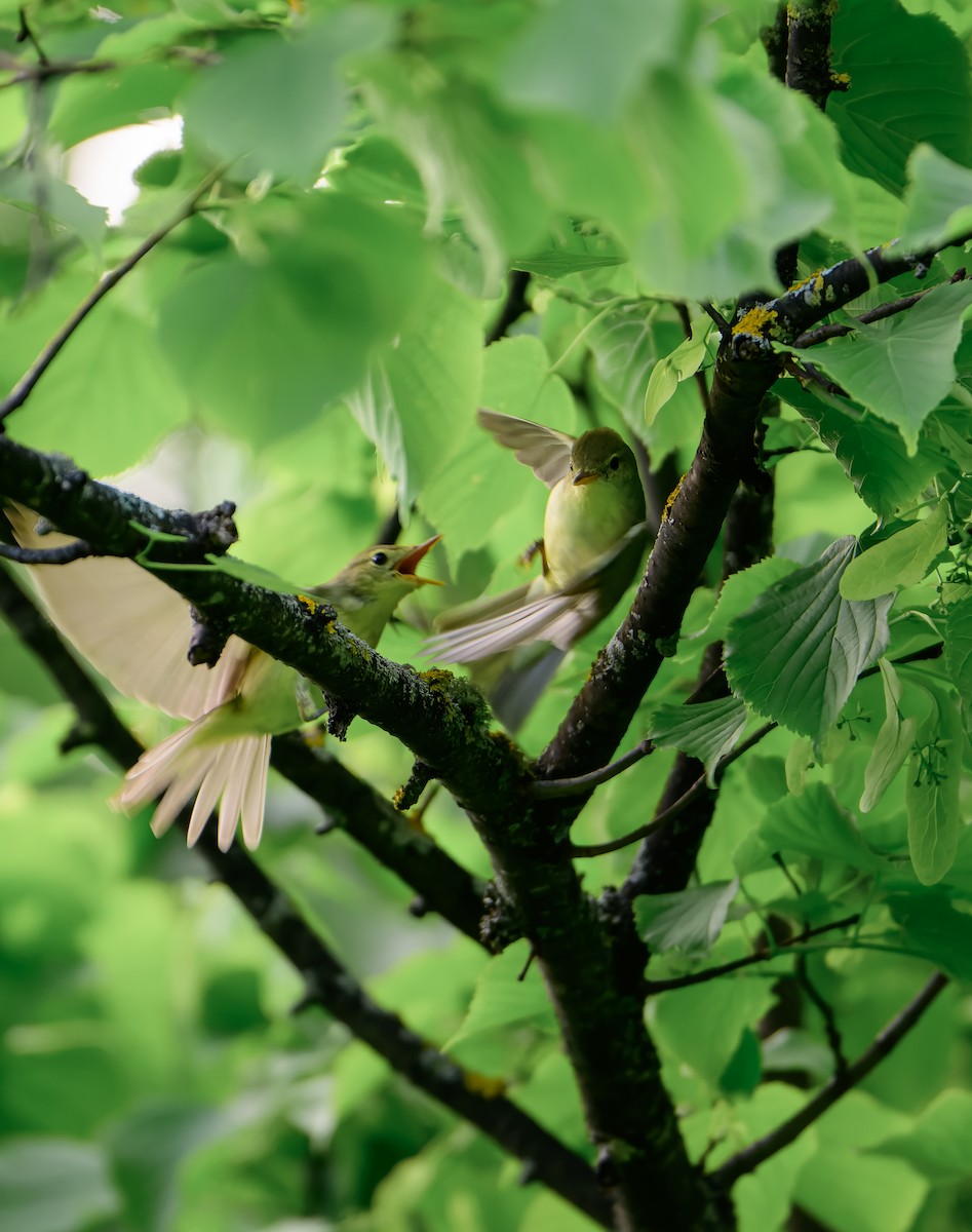 Icterine Warbler - ML637581926