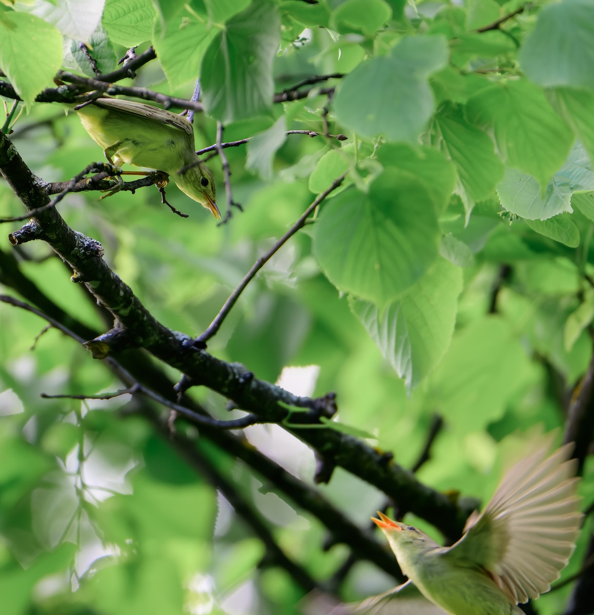 Icterine Warbler - ML637581927