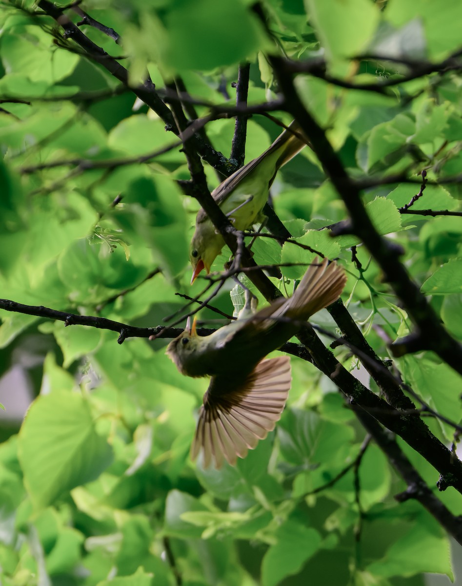 Icterine Warbler - ML637581928