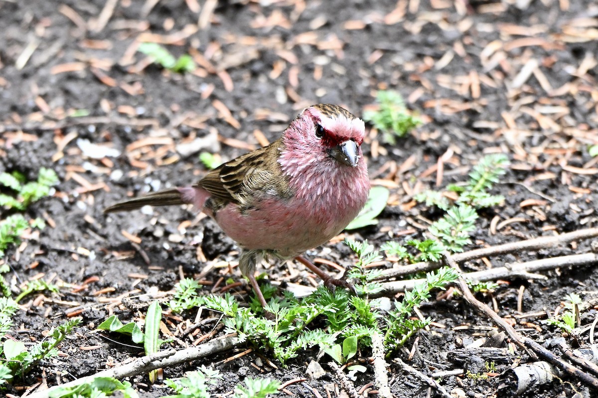 Chinese White-browed Rosefinch - ML637581929