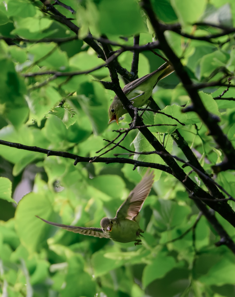 Icterine Warbler - ML637581930