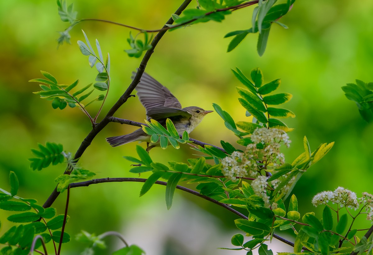 Icterine Warbler - ML637581933