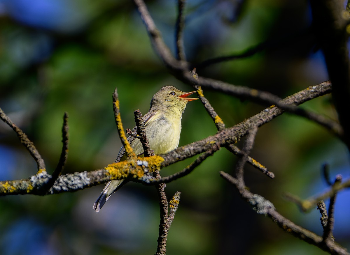 Icterine Warbler - ML637581934