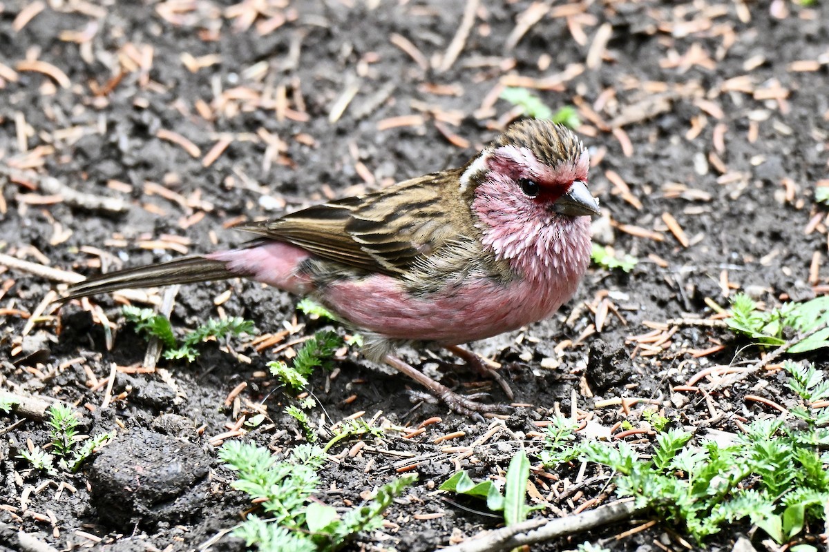 Chinese White-browed Rosefinch - ML637581935