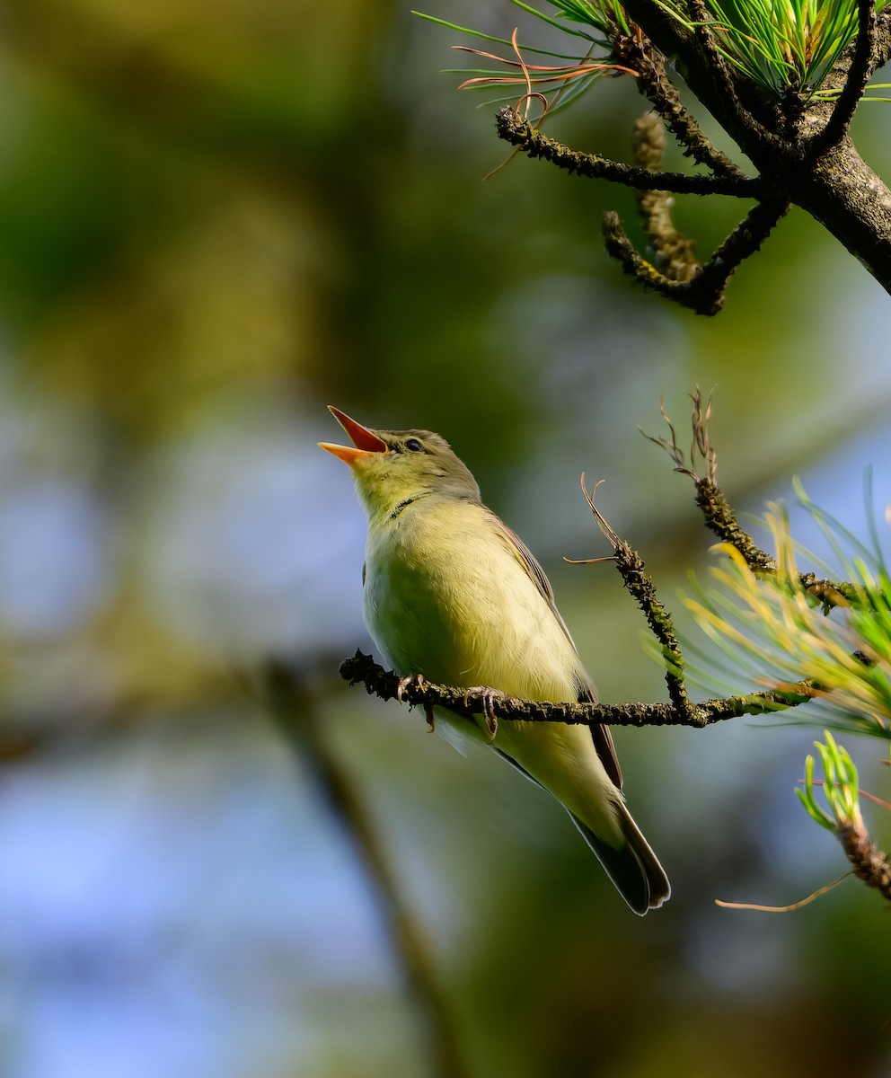 Icterine Warbler - ML637581936