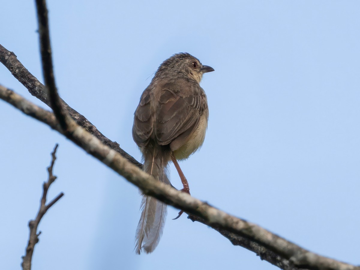 Brown Prinia - ML637581937