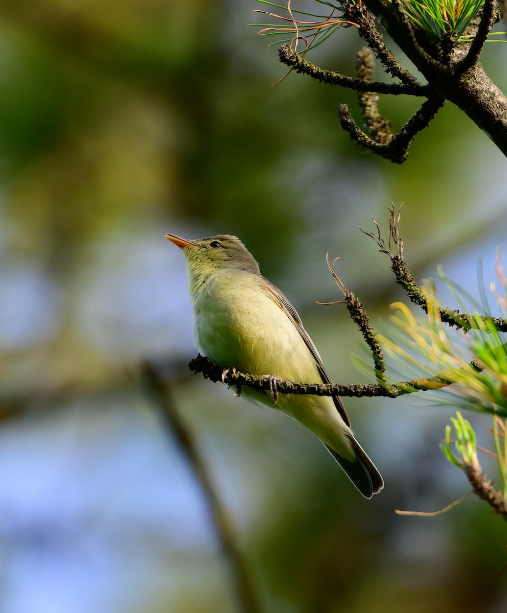 Icterine Warbler - ML637581938