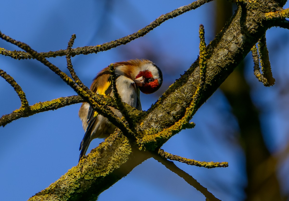 European Goldfinch - ML637581947