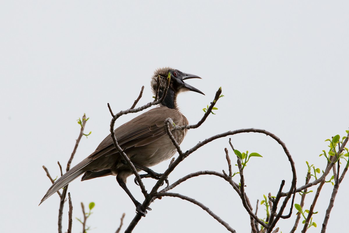 Helmeted Friarbird (Hornbill) - ML637581956