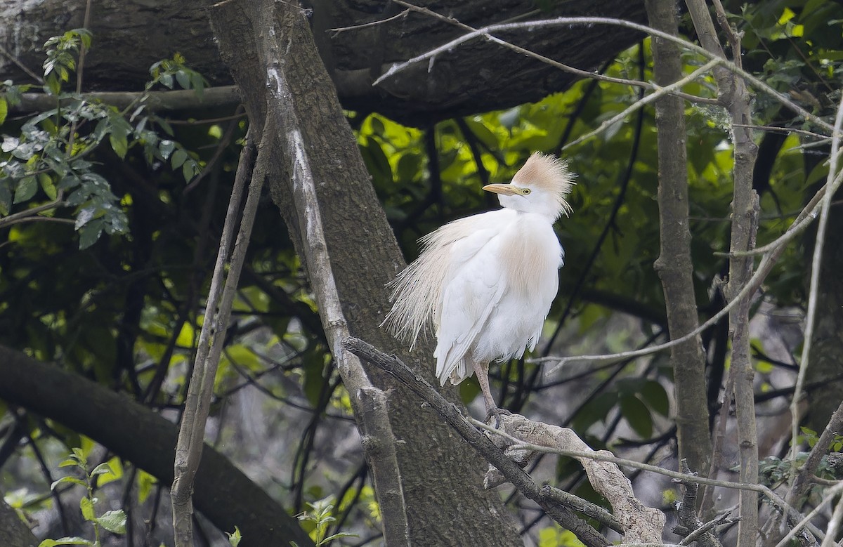 Western Cattle-Egret - ML637582004
