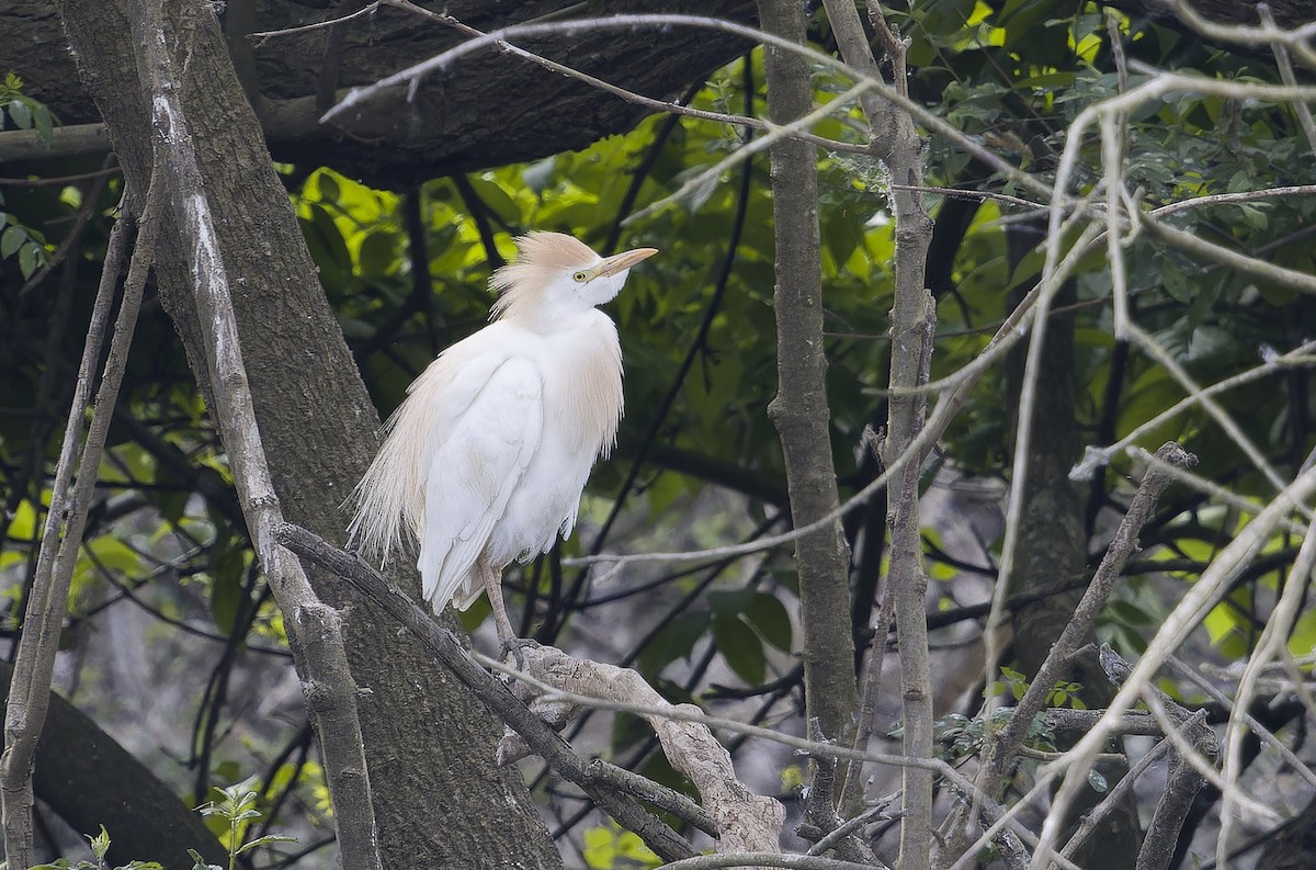 Western Cattle-Egret - ML637582005