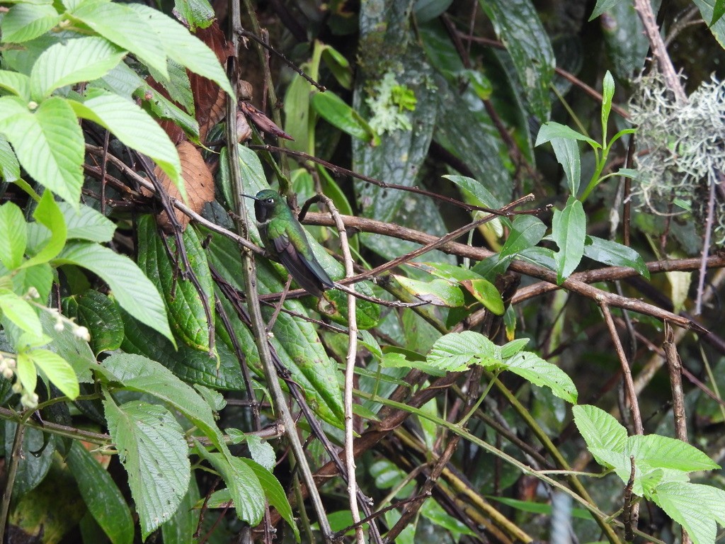 Amethyst-throated Sunangel - ML637582018
