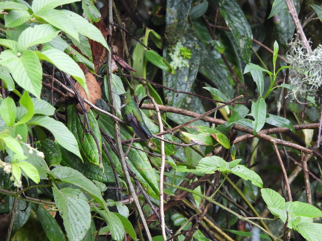 Amethyst-throated Sunangel - ML637582019