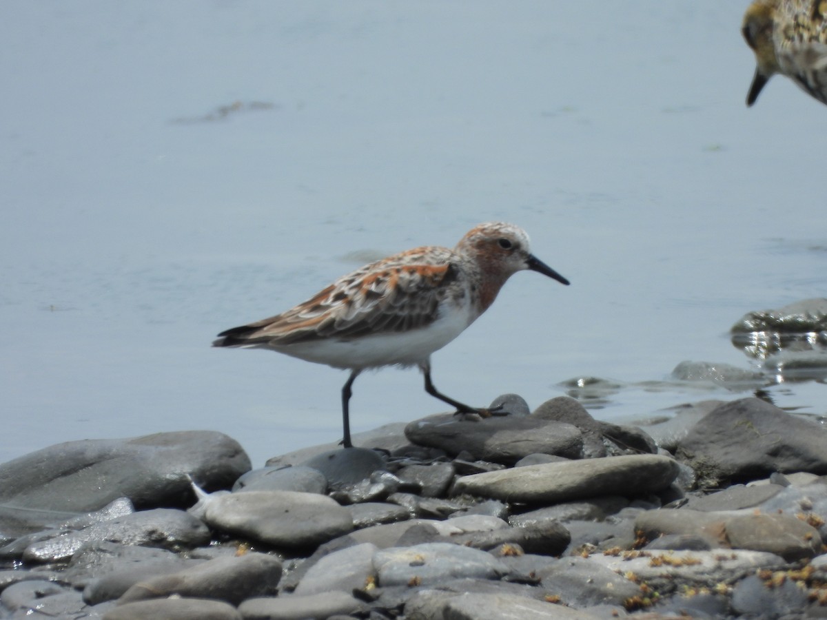 Red-necked Stint - ML637582025
