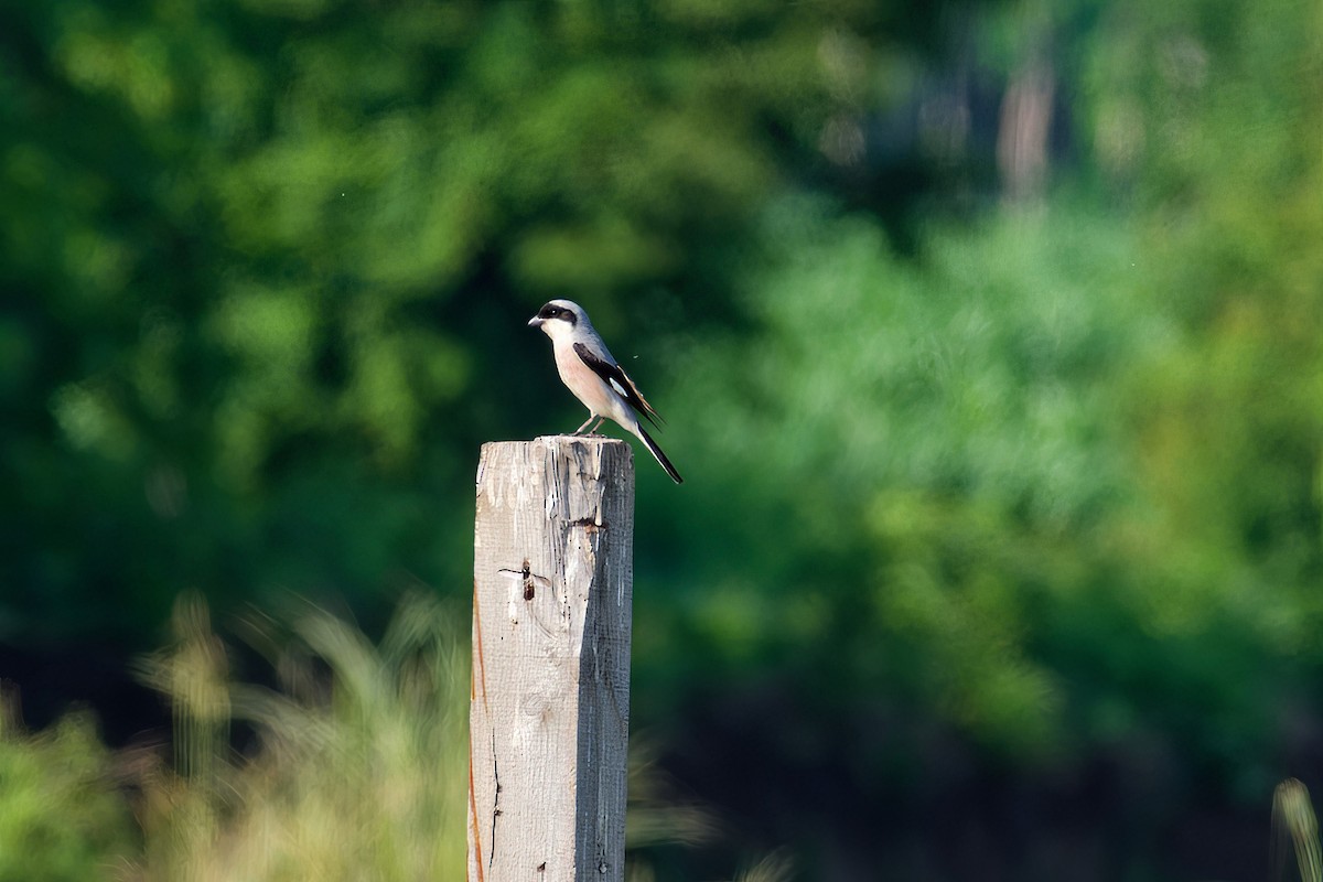 Lesser Gray Shrike - ML637582064