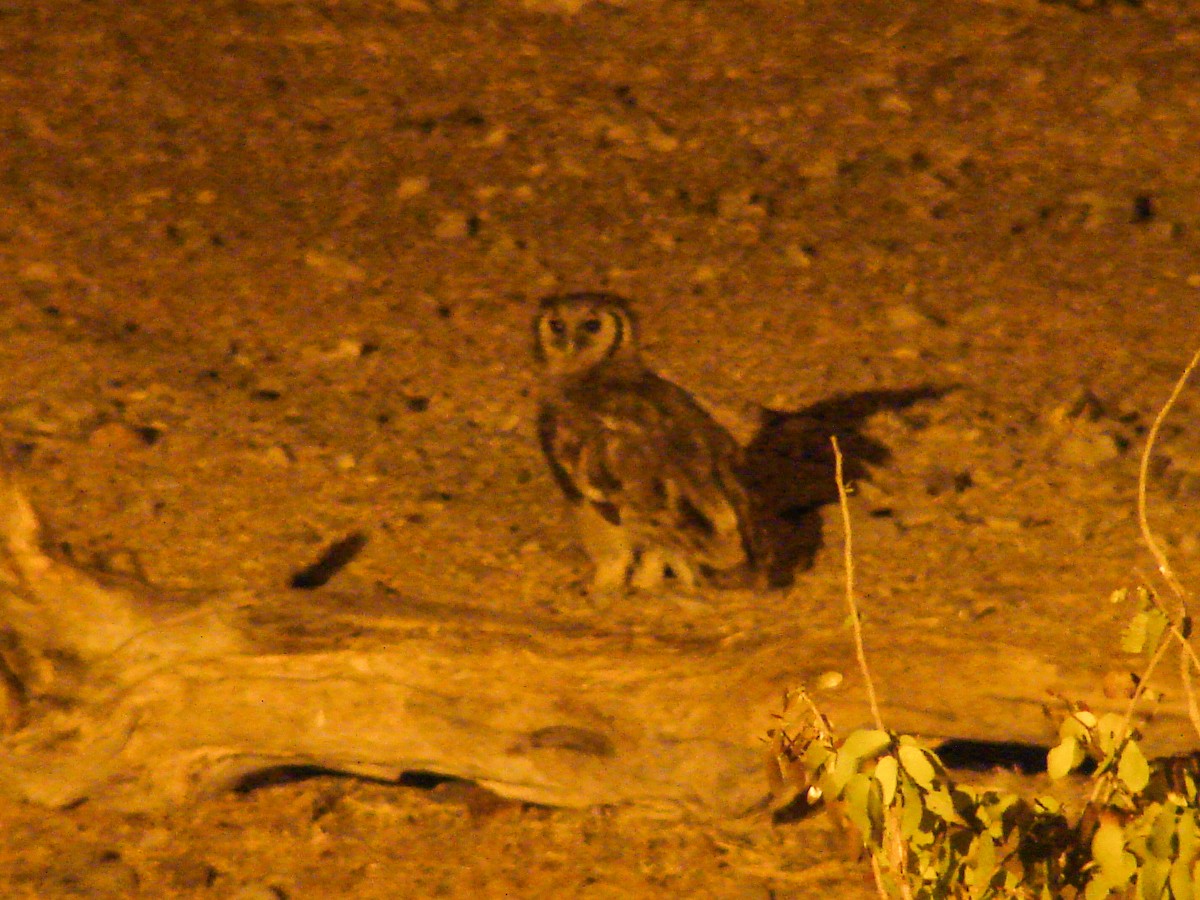 Verreaux's Eagle-Owl - ML637582068