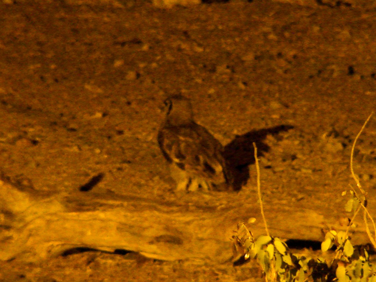 Verreaux's Eagle-Owl - ML637582074