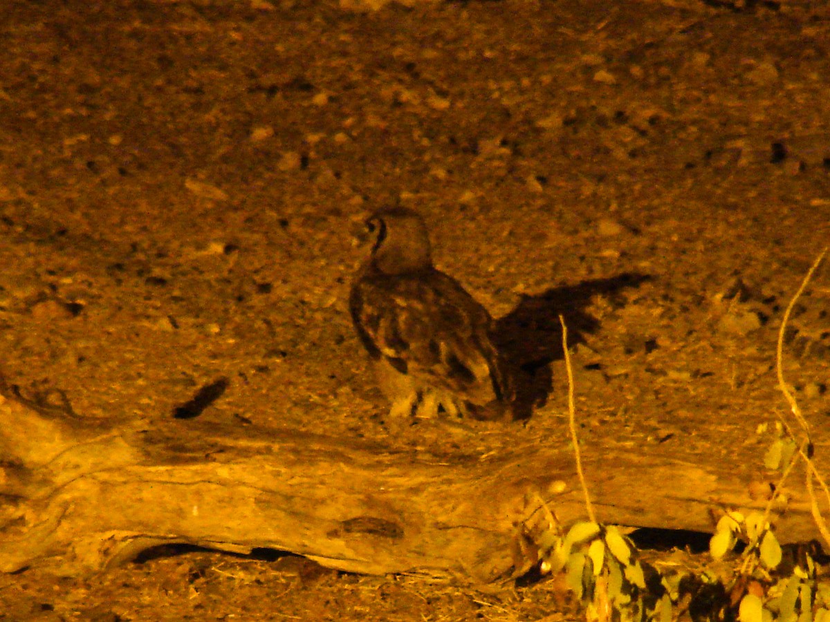 Verreaux's Eagle-Owl - ML637582075