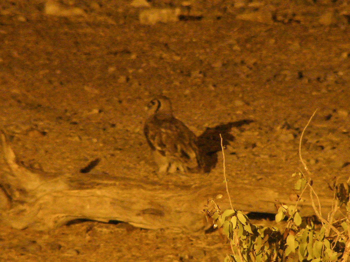 Verreaux's Eagle-Owl - ML637582076