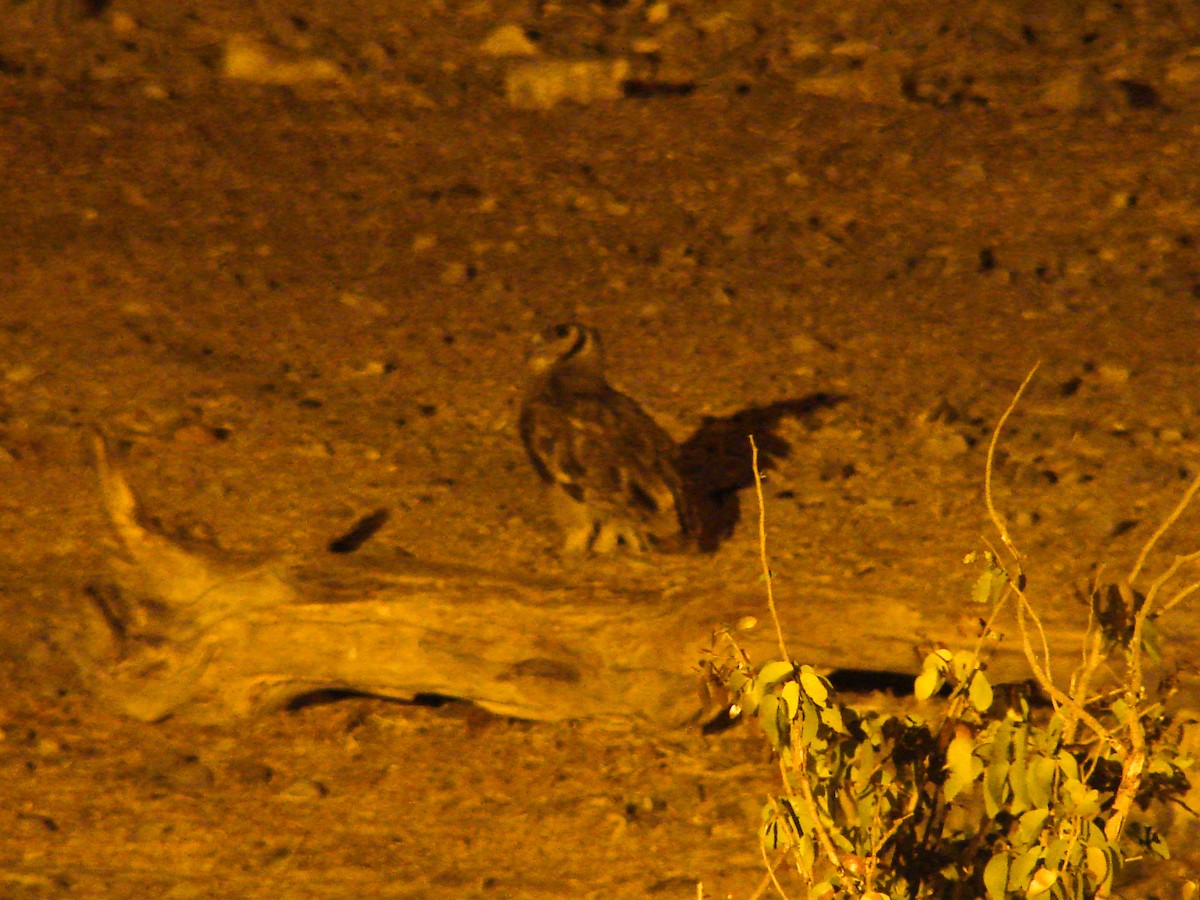 Verreaux's Eagle-Owl - ML637582077