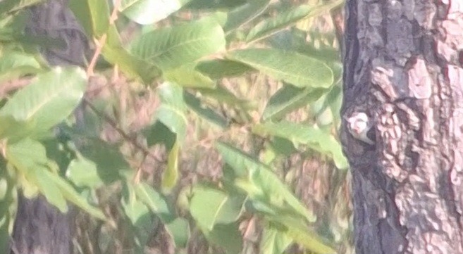 White-rumped Falcon - ML637582083