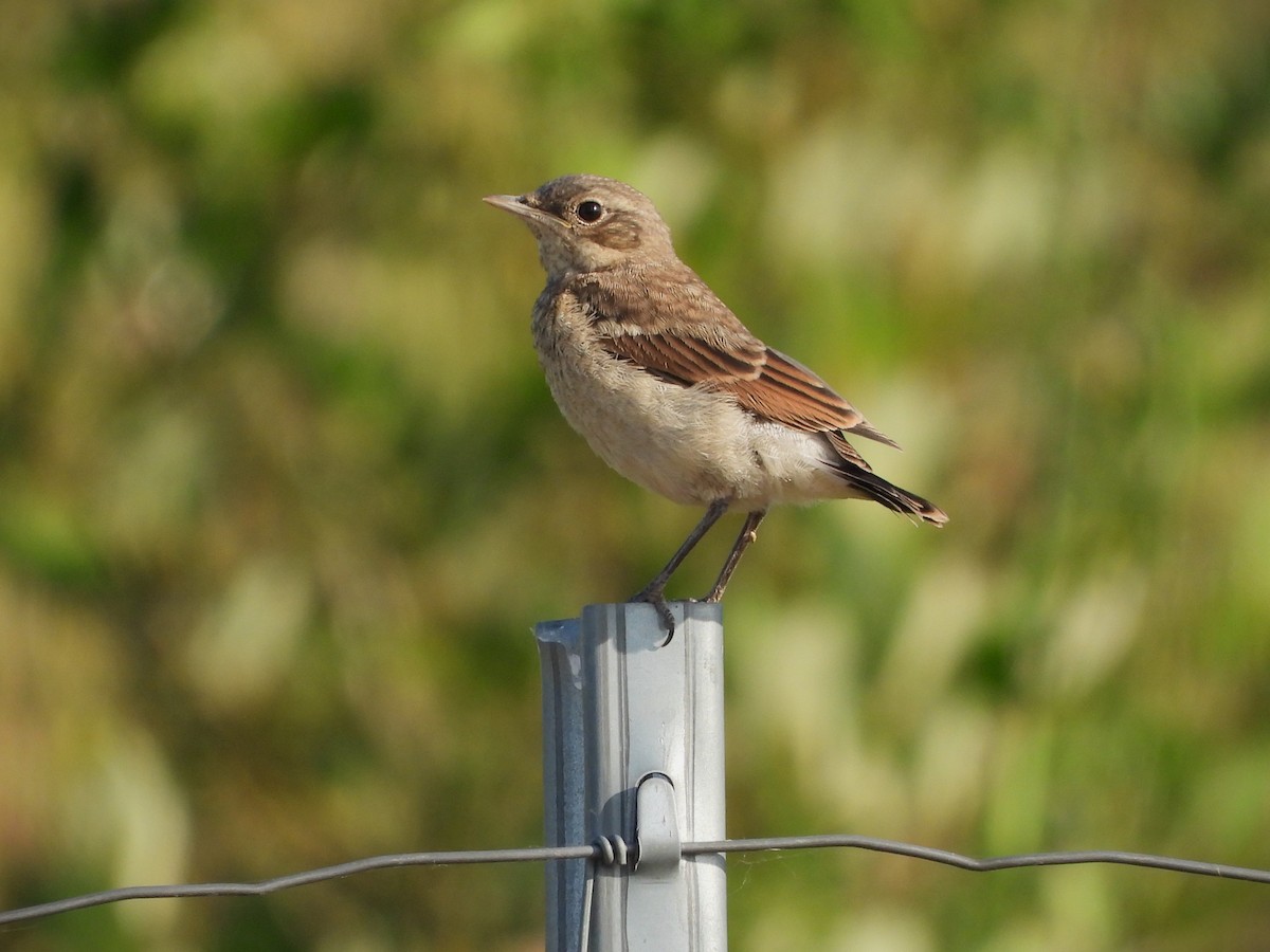 Northern Wheatear - ML637582087