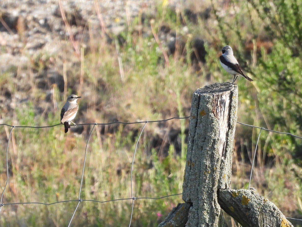 Northern Wheatear - ML637582091