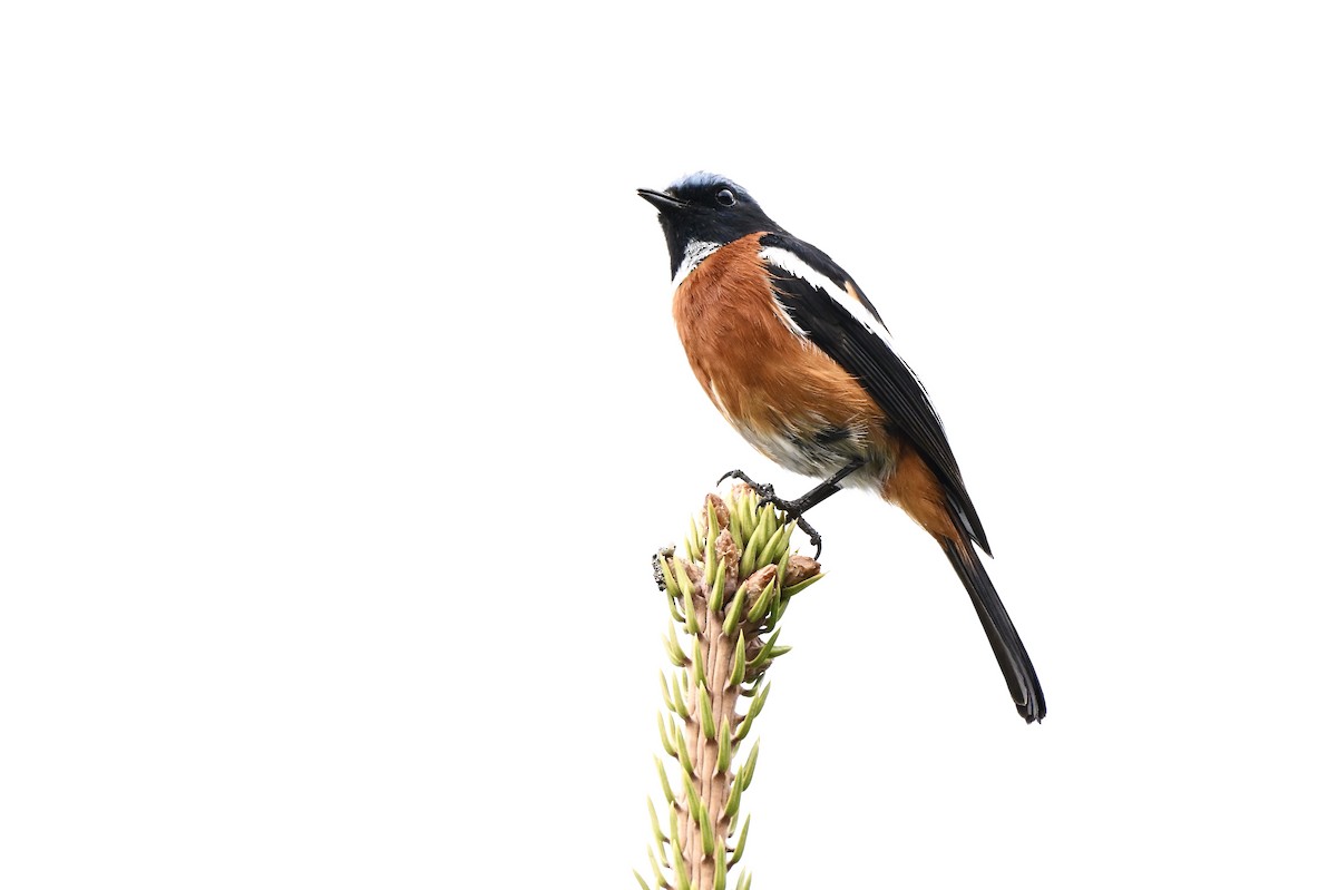 White-throated Redstart - ML637582103