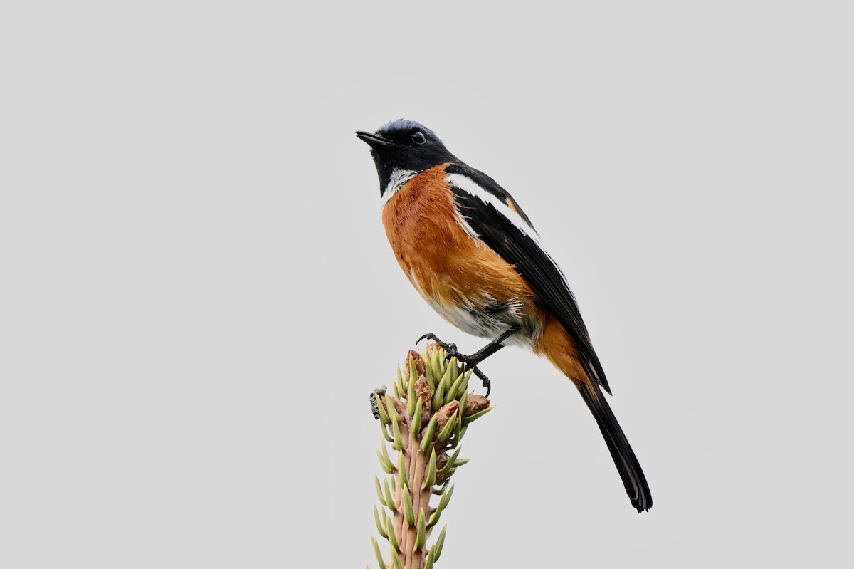 White-throated Redstart - ML637582113