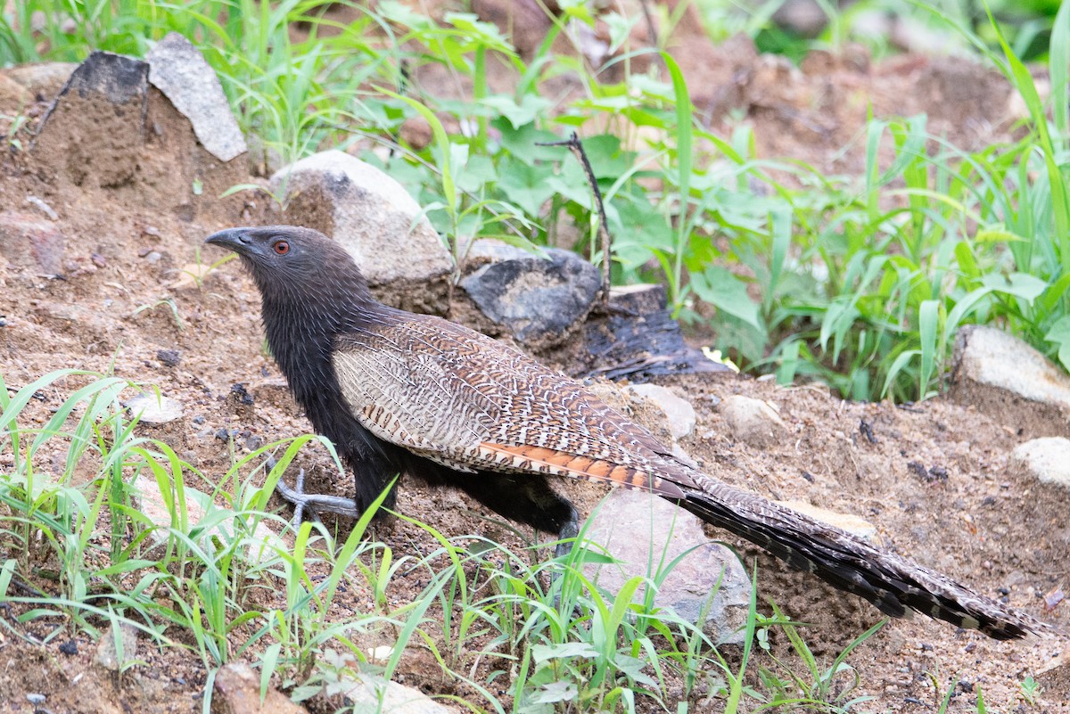 Pheasant Coucal - ML637582128