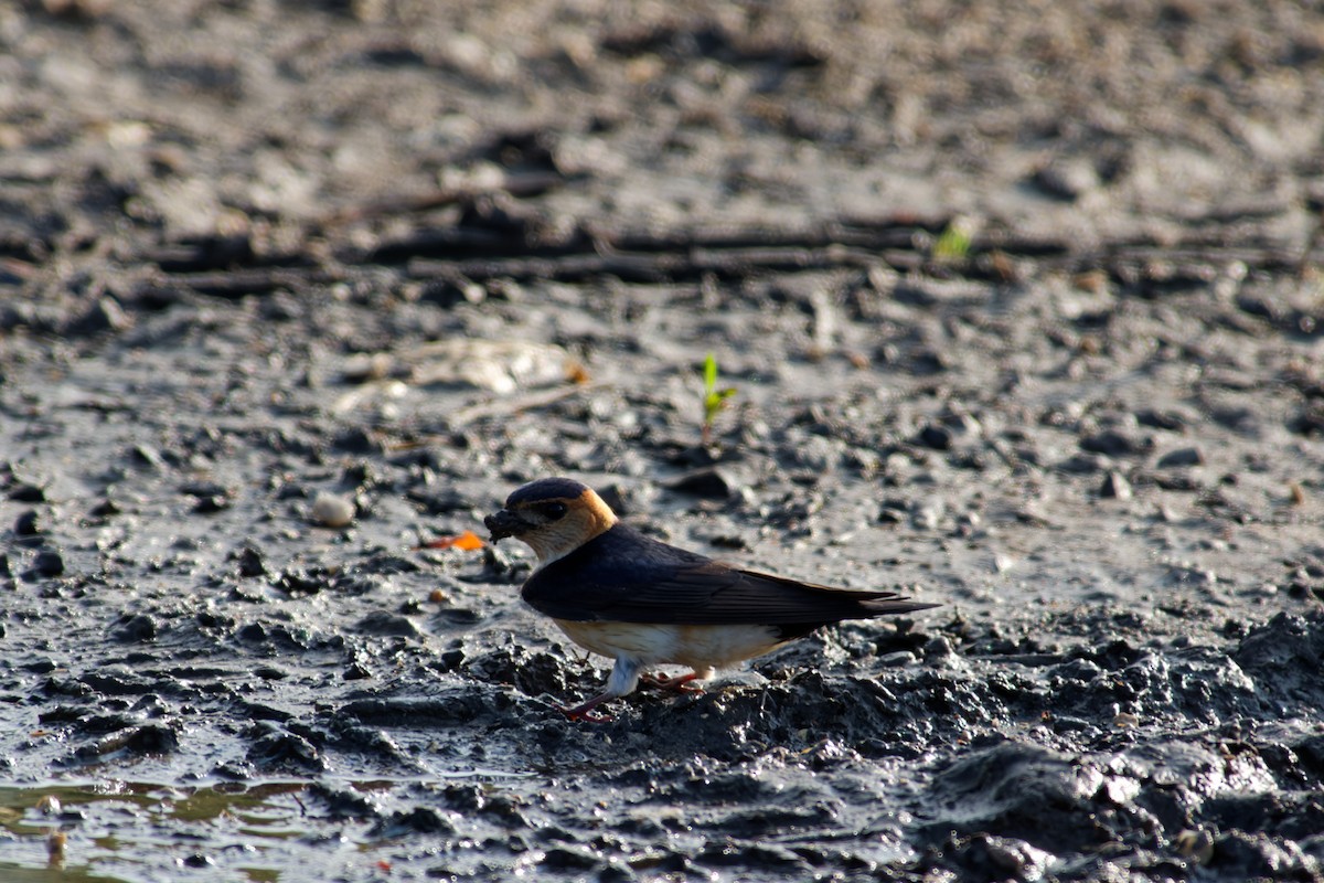 European Red-rumped Swallow - ML637582153