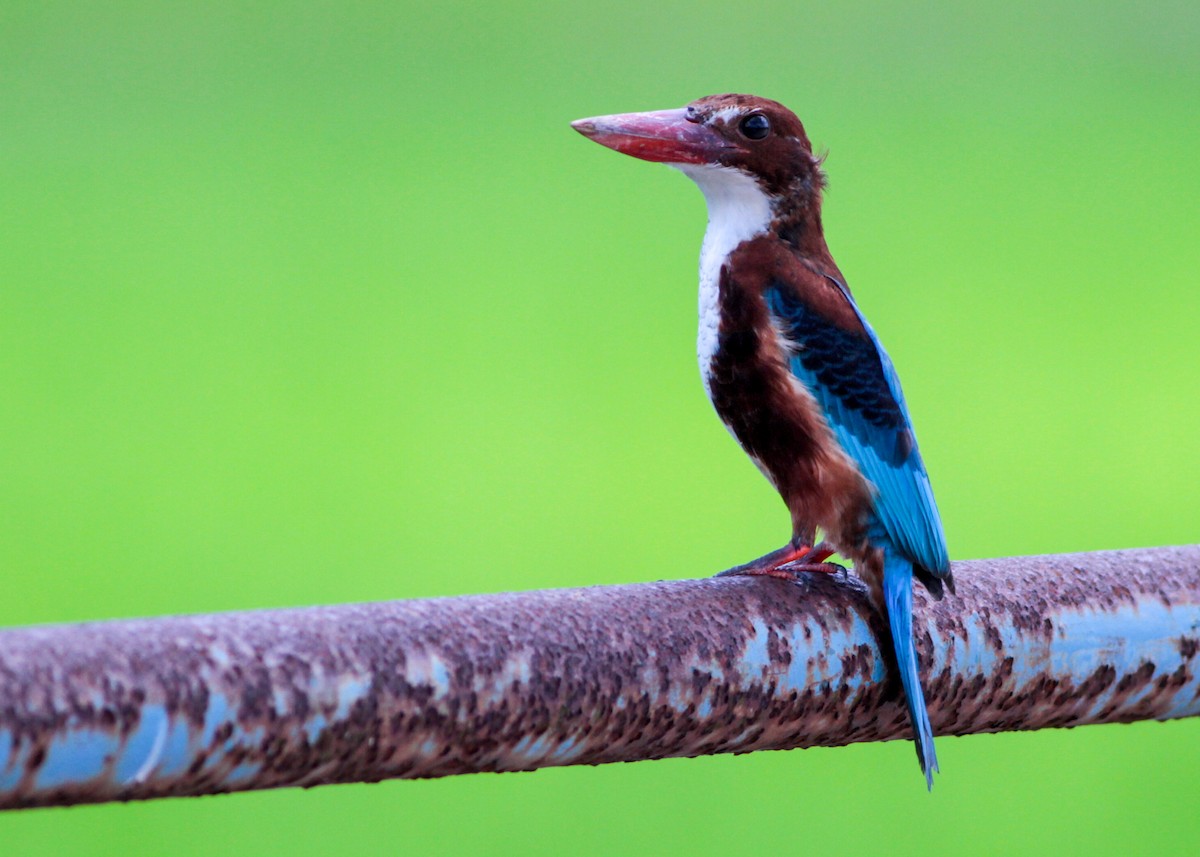 White-throated Kingfisher - ML637582173