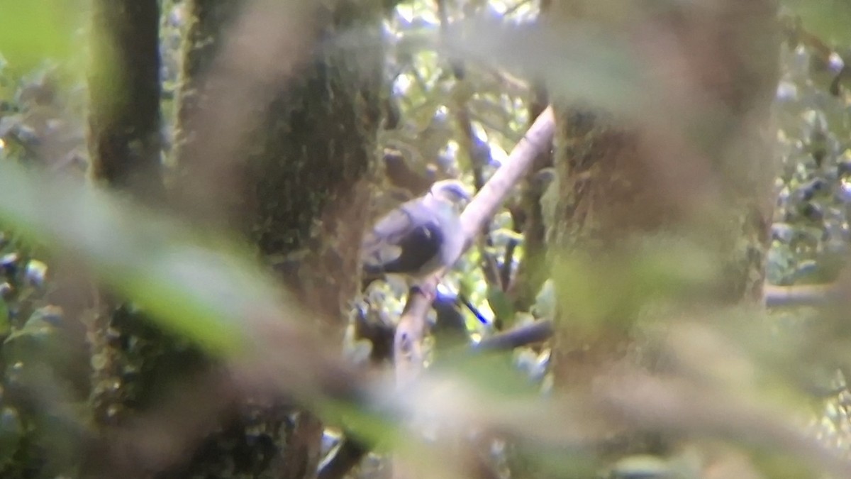 Ashy Wood-Pigeon - ML637582183