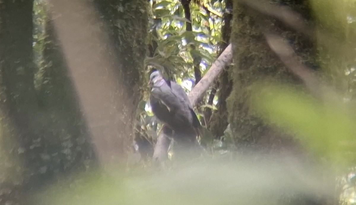 Ashy Wood-Pigeon - ML637582184