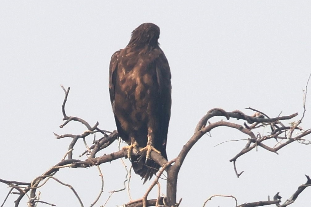 Indian Spotted Eagle - ML637582185