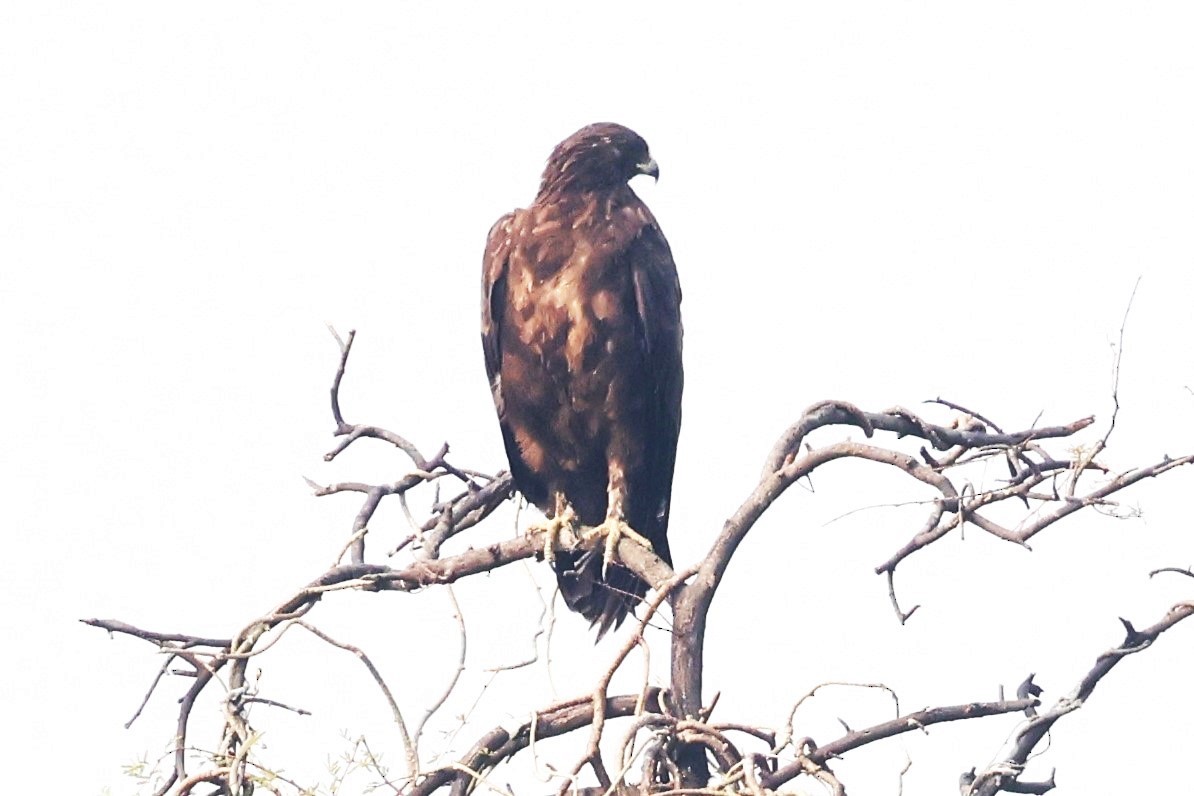 Indian Spotted Eagle - ML637582186