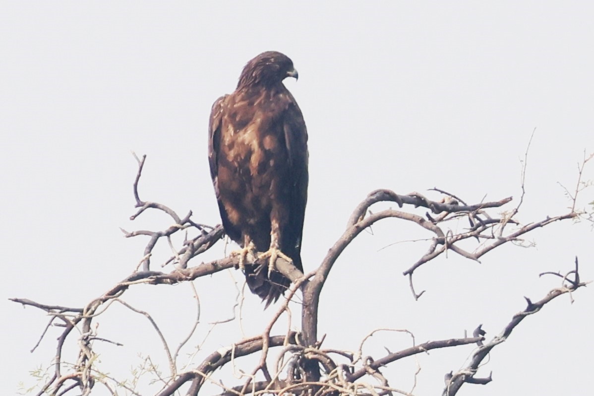 Indian Spotted Eagle - ML637582196