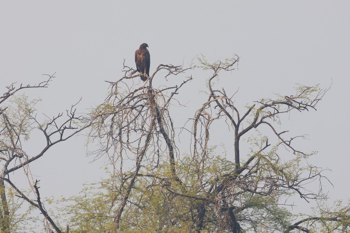 Indian Spotted Eagle - ML637582197