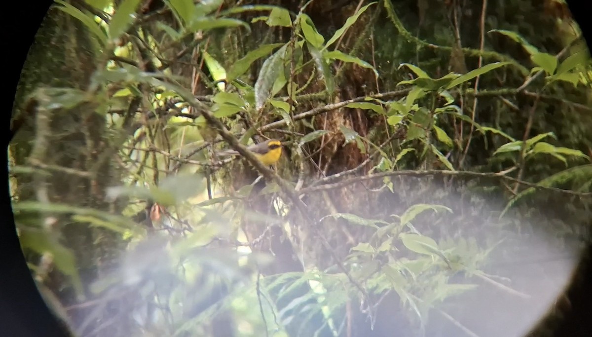 Yellow-bellied Fairy-Fantail - ML637582212