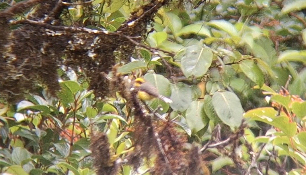 Yellow-bellied Fairy-Fantail - ML637582213