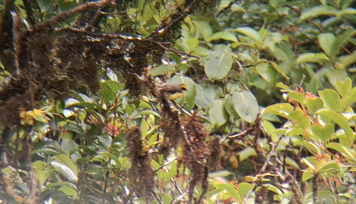 Yellow-bellied Fairy-Fantail - ML637582220