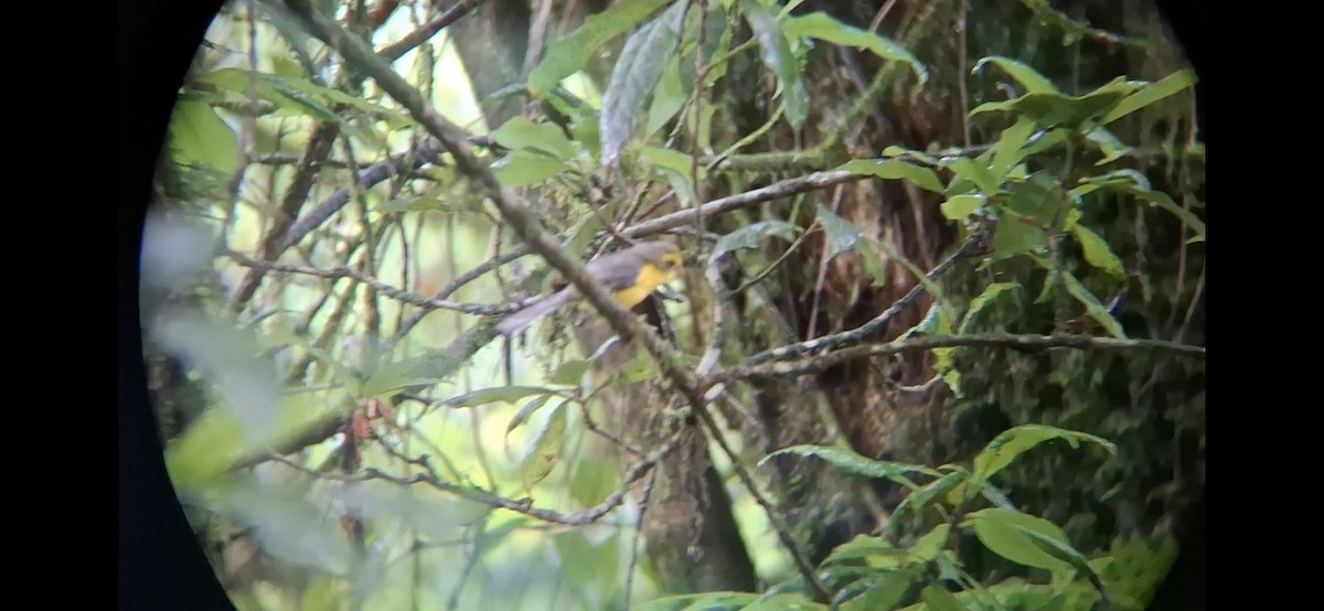Yellow-bellied Fairy-Fantail - ML637582222